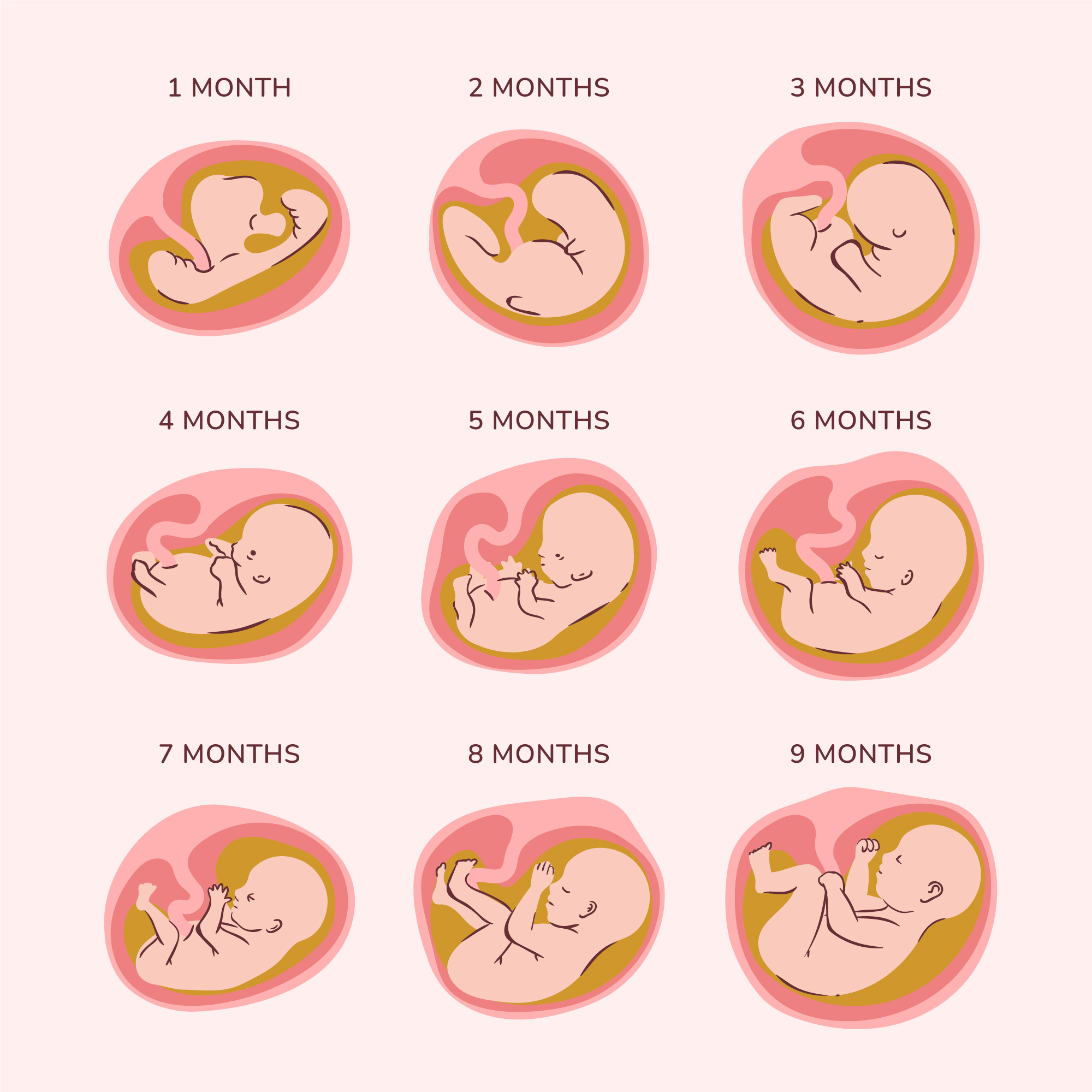 10 weeks pregnant